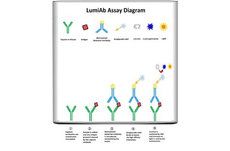 il2 elisa kit